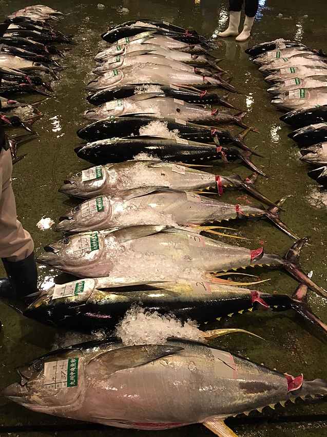 鹿児島地魚1