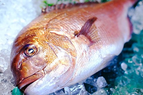 宇和島鮮魚
